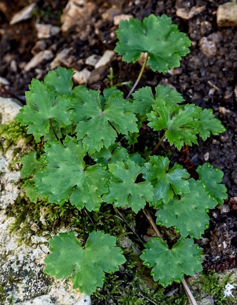 Image of Ranunculus cappadocicus specimen.