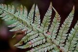 Polystichum braunii. Часть вайи с сорусами (вид на абаксиальную поверхность). Краснодарский край, Сочи, Хостинский р-н, ущ. р. Большая Хоста, смешанный лес. 11.03.2025.