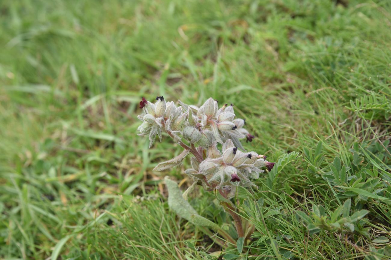 Image of genus Nonea specimen.