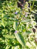 unknown species