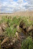 Carex acuta. Растения с развивающимися генеративными побегами. Беларусь, Витебская обл., окр. пос. Езерище, берег оз. Езерище, подтопленный берег озера. 09.05.2025.