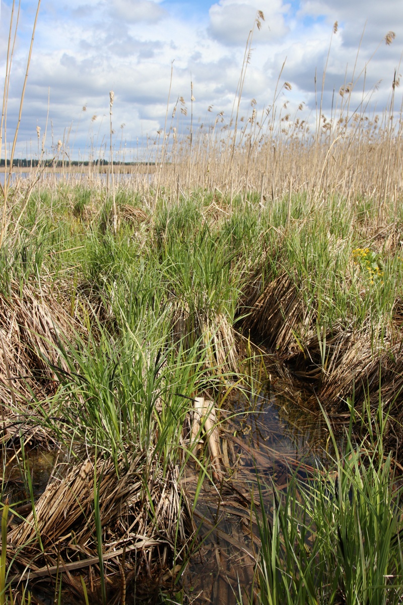 Image of Carex acuta specimen.