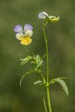 genus Viola