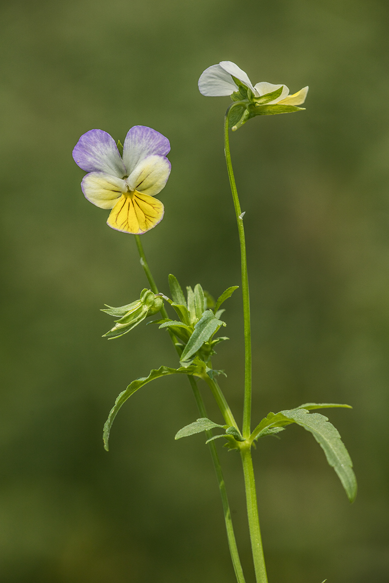 Image of genus Viola specimen.