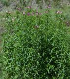 род Epilobium