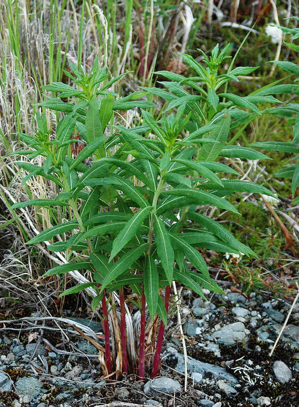 Image of Chamaenerion angustifolium specimen.