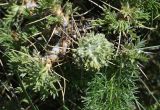 genus Astragalus. Верхушки побегов. Турция, ил Ван, р-н Битлис, восточный склон горы Немрут, сырт Магара, горная степь. 21 мая 2025 г.