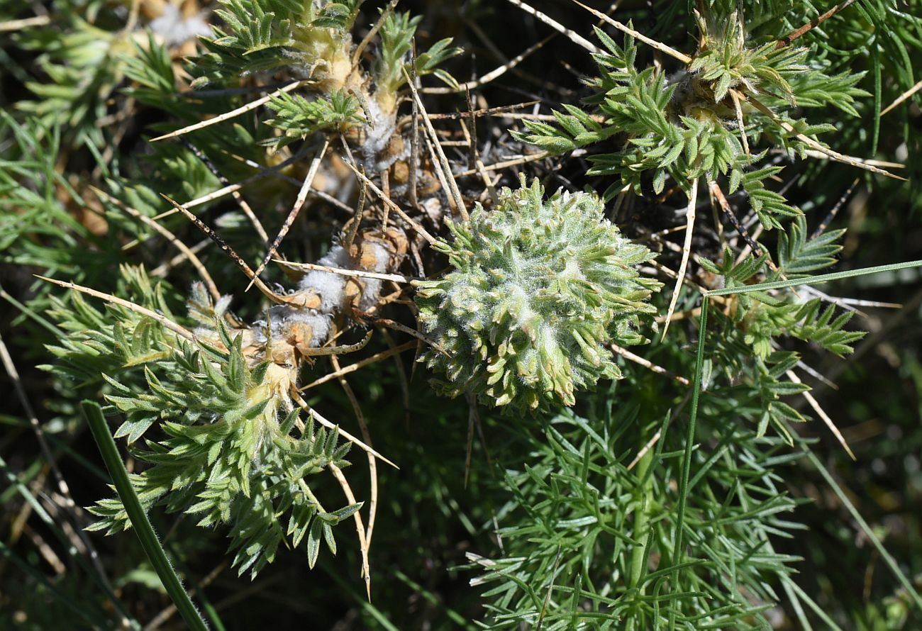 Image of genus Astragalus specimen.