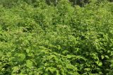 Rubus idaeus