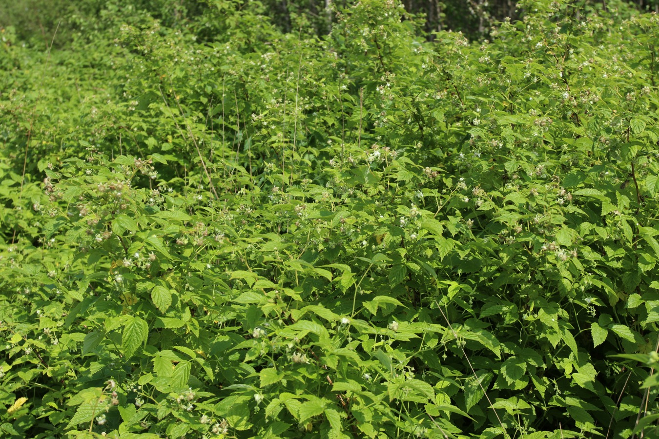 Image of Rubus idaeus specimen.