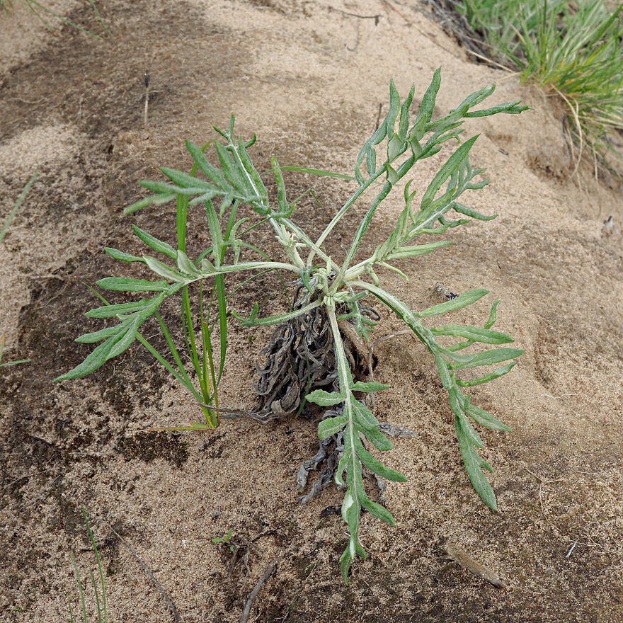 Image of Jurinea cyanoides specimen.