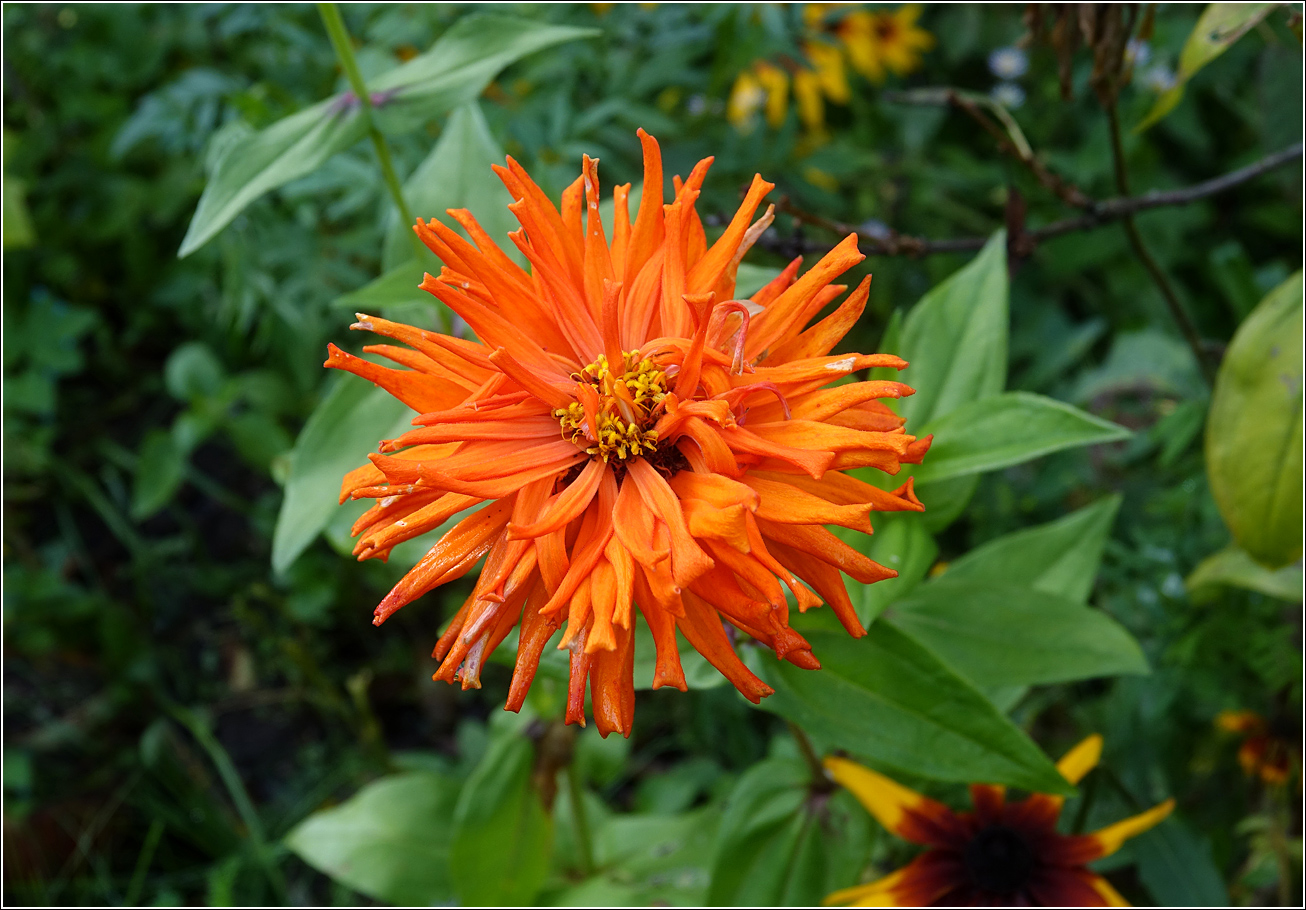 Изображение особи Zinnia elegans.
