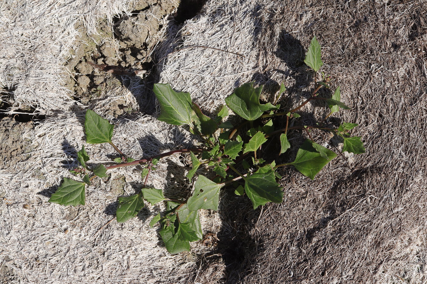 Image of Oxybasis chenopodioides specimen.