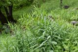 Polygonatum sewerzowii. Зацветающие растения с каплями дождя. Таджикистан, Гиссарский хр., басс. р. Варзоб, ущ. р. Кондара, ≈ 1400 м н.у.м., пояс чернолесья, поляна среди старовозрастного орешника. 19 апреля 2025 г.