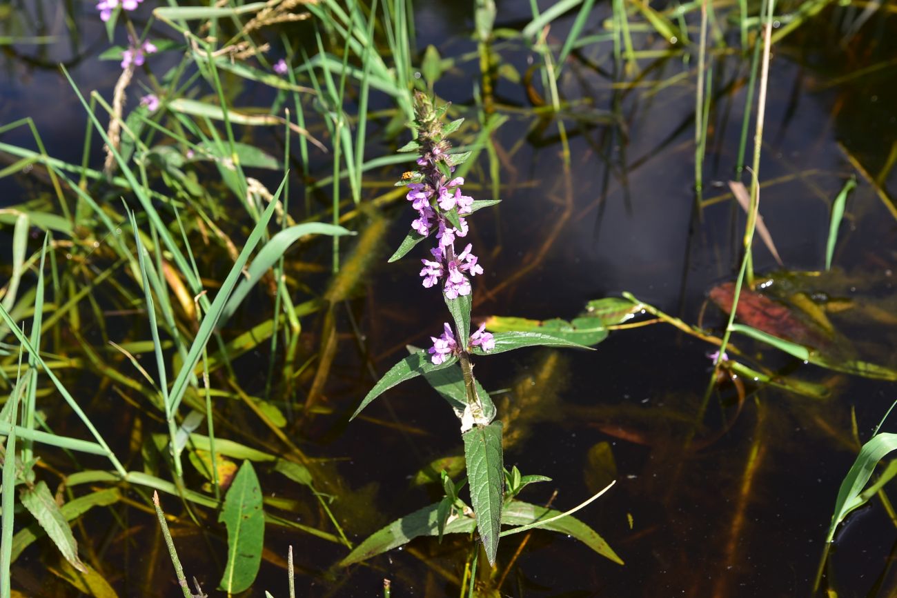 Изображение особи Stachys palustris.