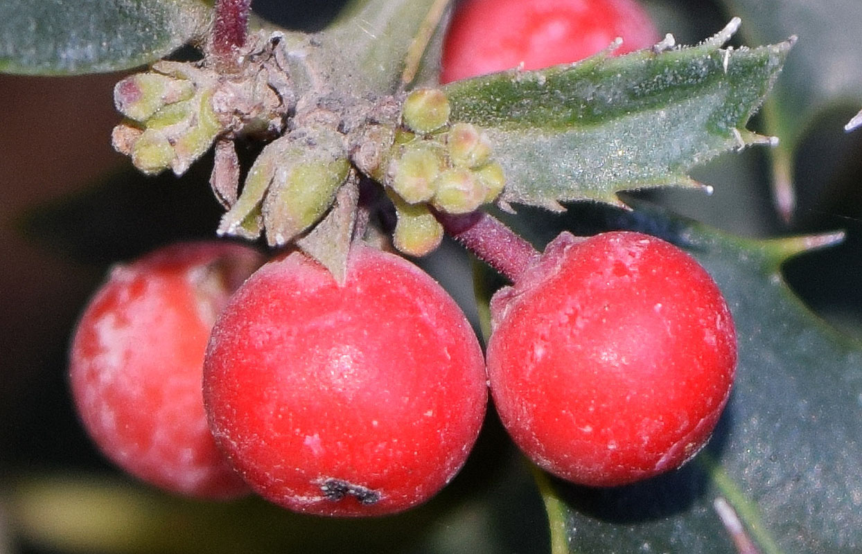 Image of Ilex aquifolium specimen.
