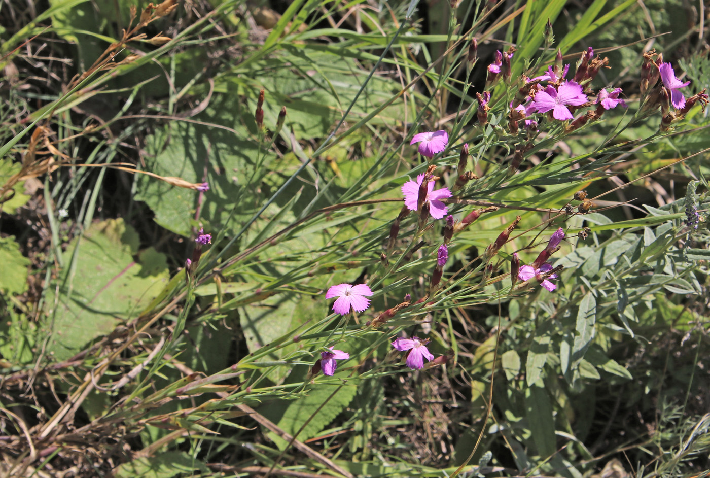 Image of Dianthus eugeniae specimen.
