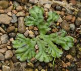 Marchantia polymorpha. Таллом. Пермский край, Сивинский р-н, окр. пос. Березники, галечный берег Обвы. 26 августа 2024 г.