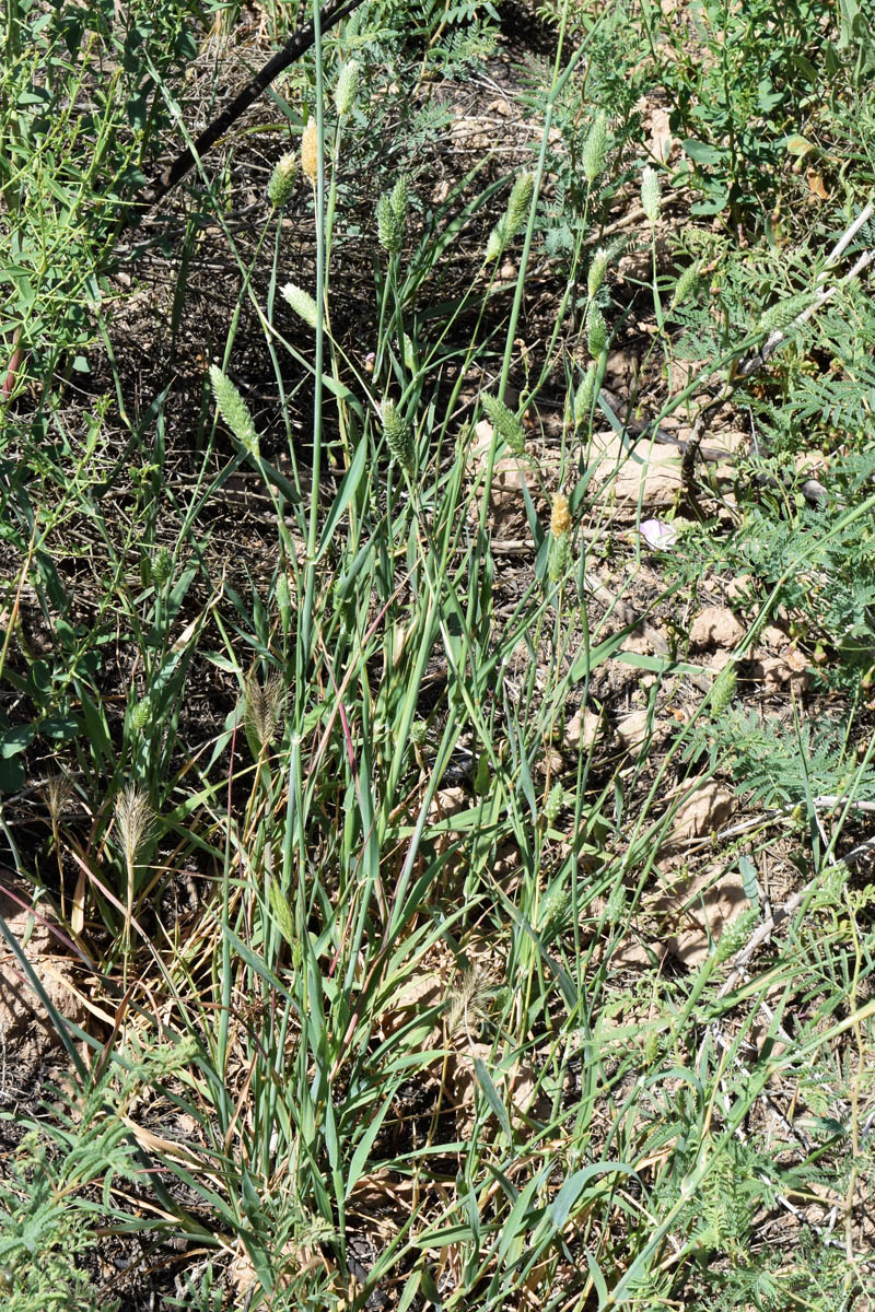 Изображение особи род Phalaris.