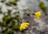 genus Hieracium
