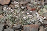Limonium michelsonii. Плодоносящее растение. Казахстан, Алматинская обл., хр. Торайгыр, каньон по левому берегу р. Чарын в 3 км к с.-з. от ур. Куртогай, щебнистый склон. 7 июня 2025 г.
