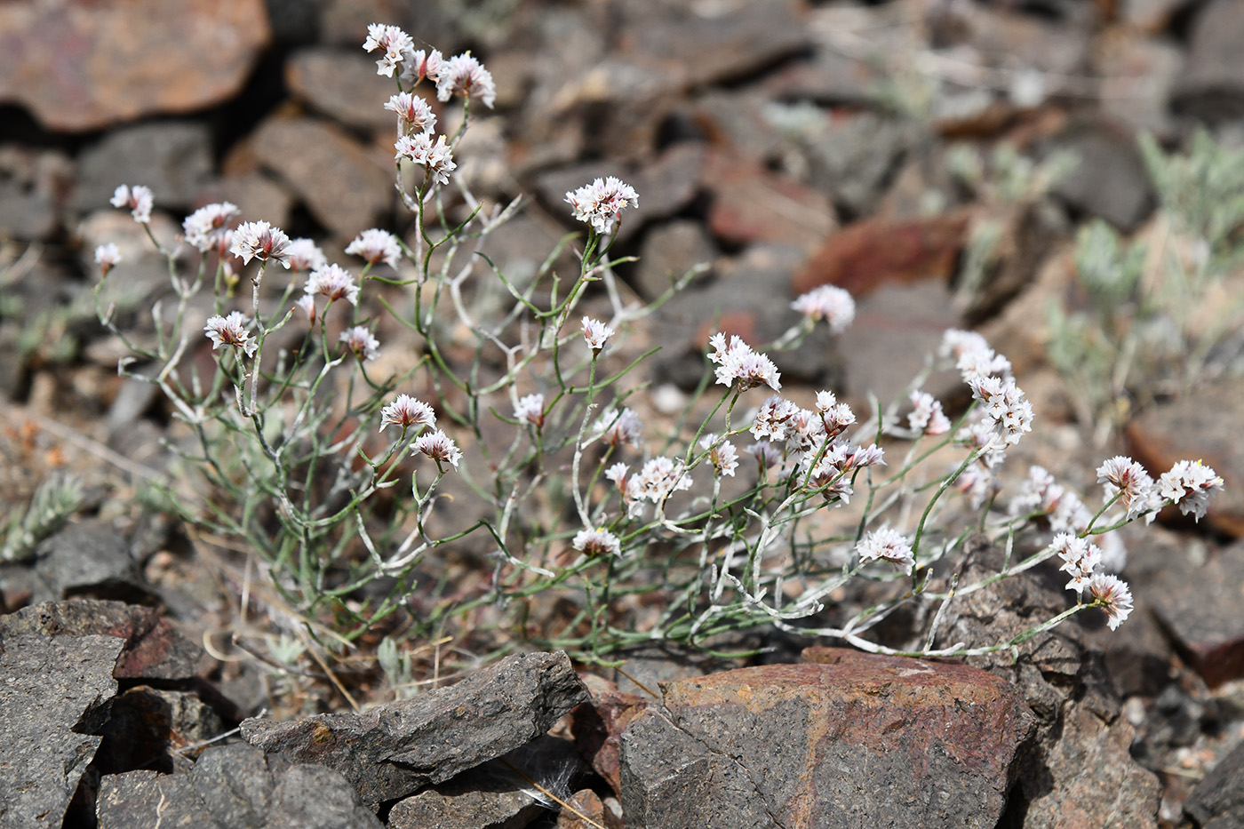 Image of Limonium michelsonii specimen.