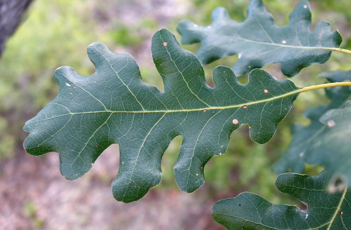 Изображение особи Quercus pubescens.