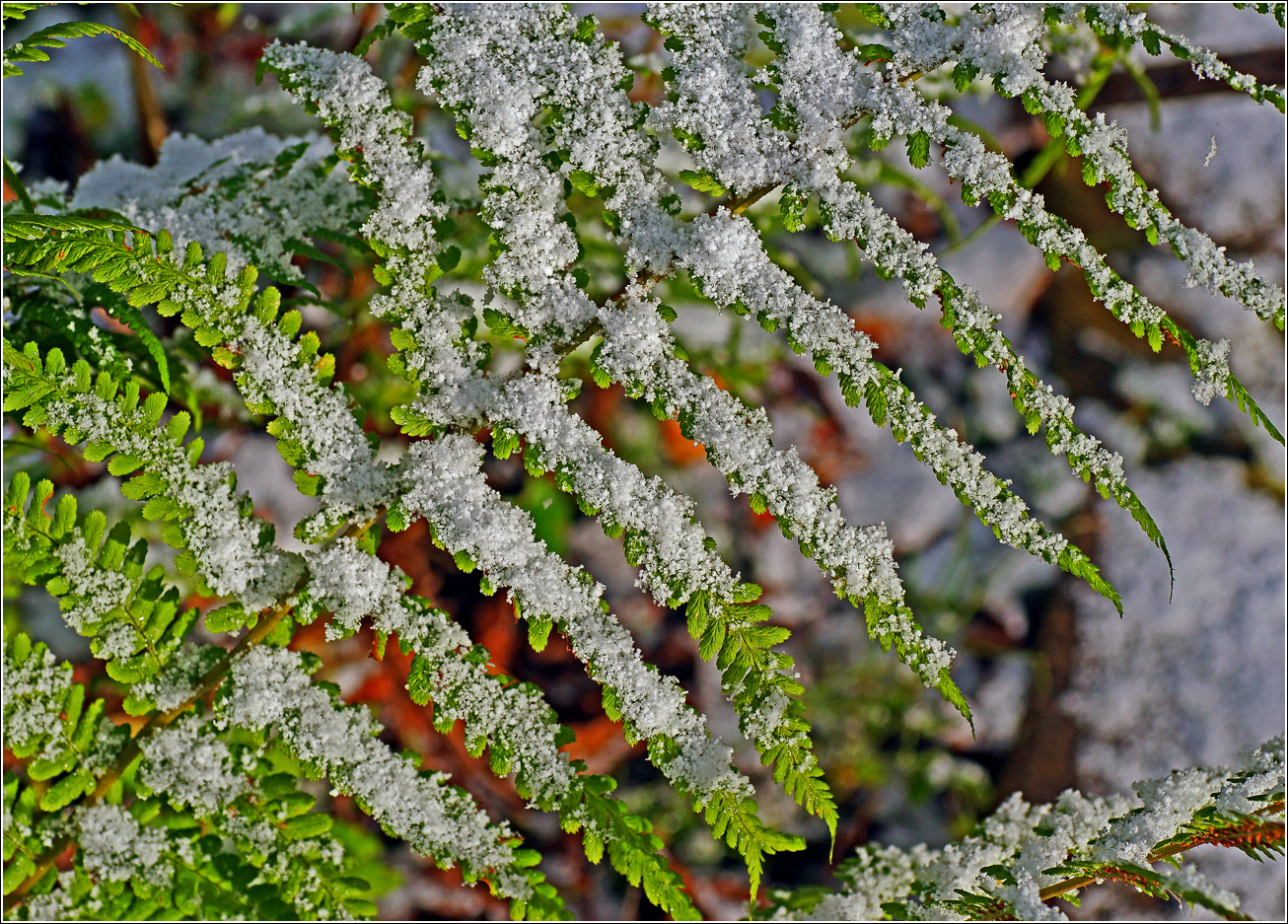 Изображение особи Matteuccia struthiopteris.