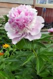 Paeonia lactiflora. Верхушка цветущего растения. Свердловская обл., окр. г. Североуральск, дачный участок. 28.06.2025.