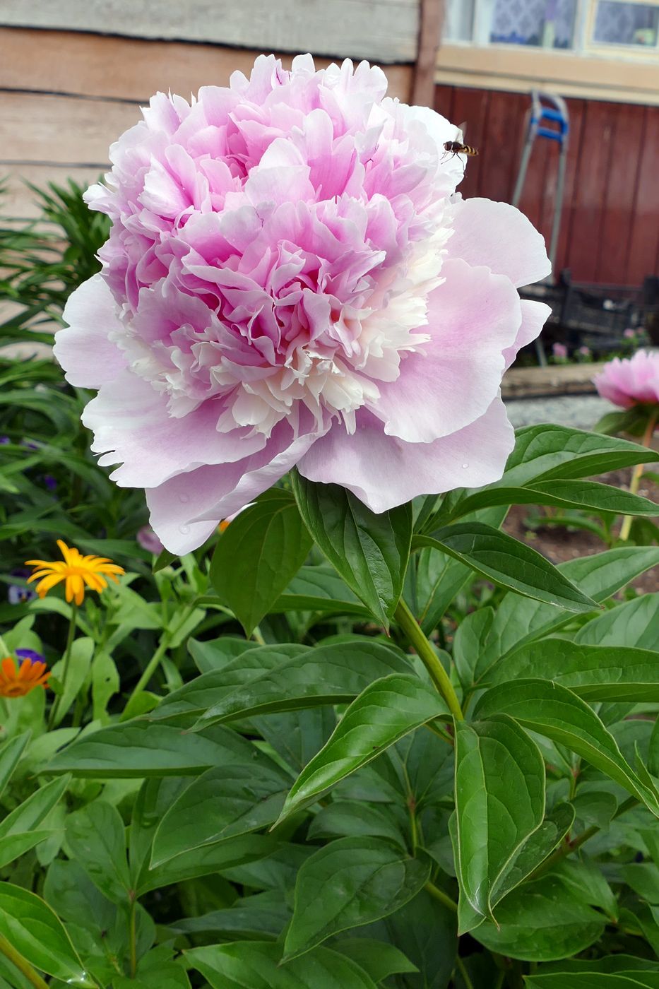 Изображение особи Paeonia lactiflora.