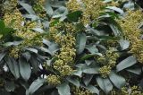 Photinia serratifolia. Соплодия и листья. Китай, пров. Шэньси, г. Сиань, комплекс буддийского монастыря в р-не Большой пагоды диких гусей, в культуре. 14.10.2025.