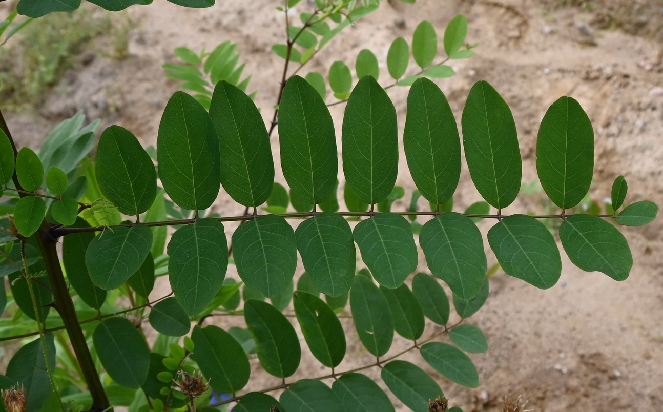 Изображение особи род Robinia.