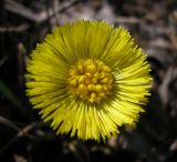 Tussilago farfara