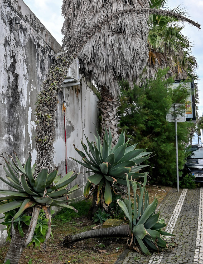 Изображение особи Agave attenuata.