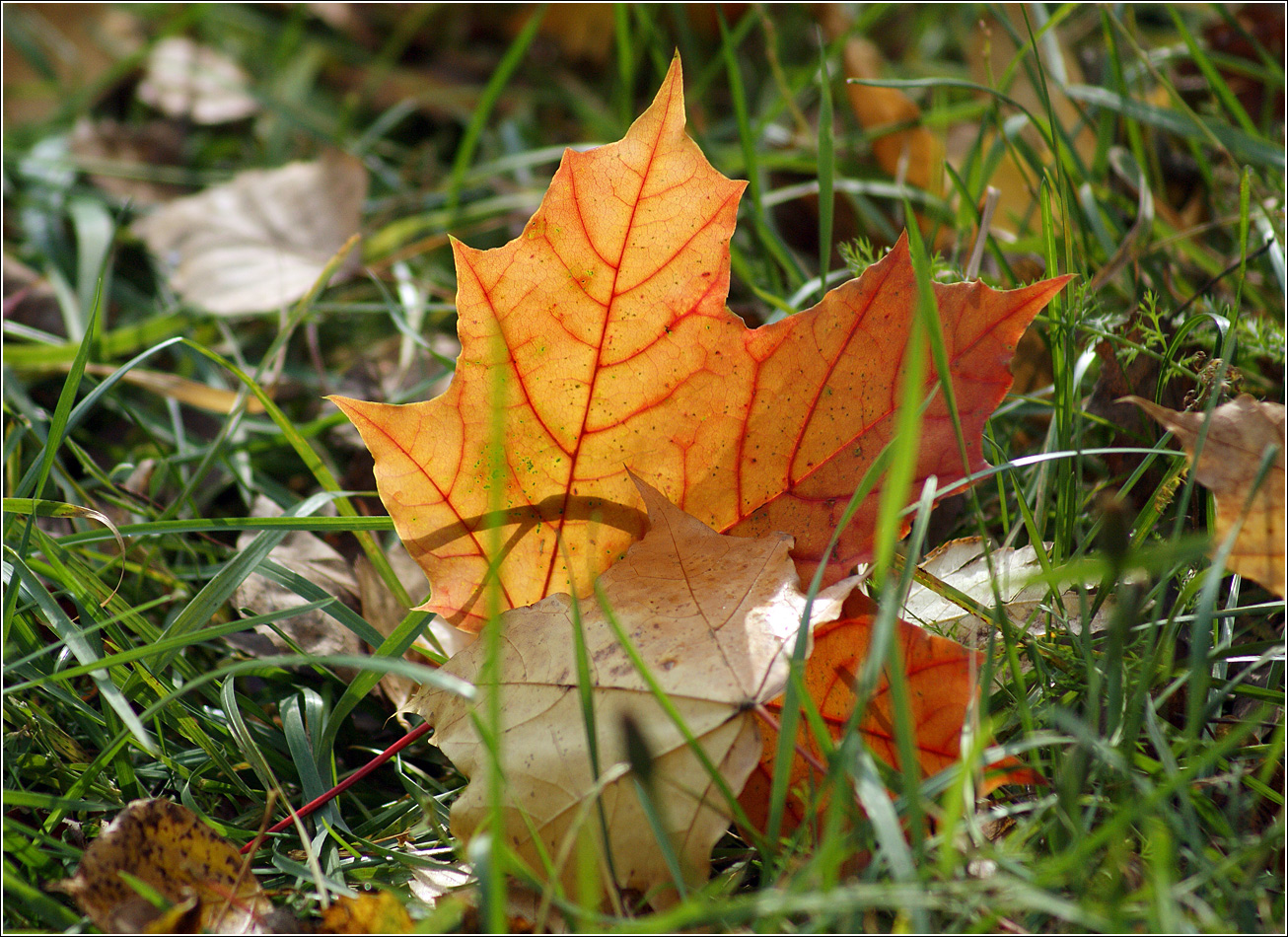 Изображение особи Acer platanoides.