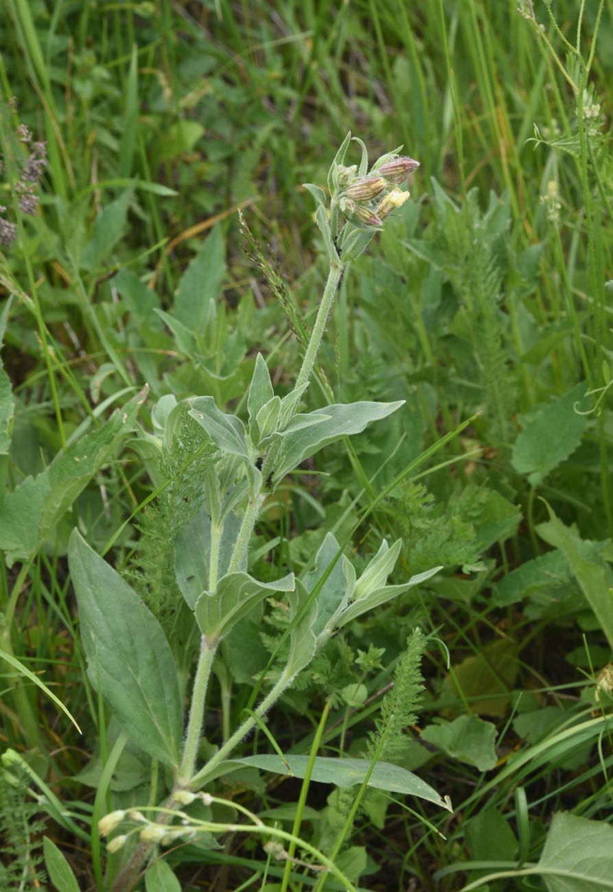 Image of genus Silene specimen.
