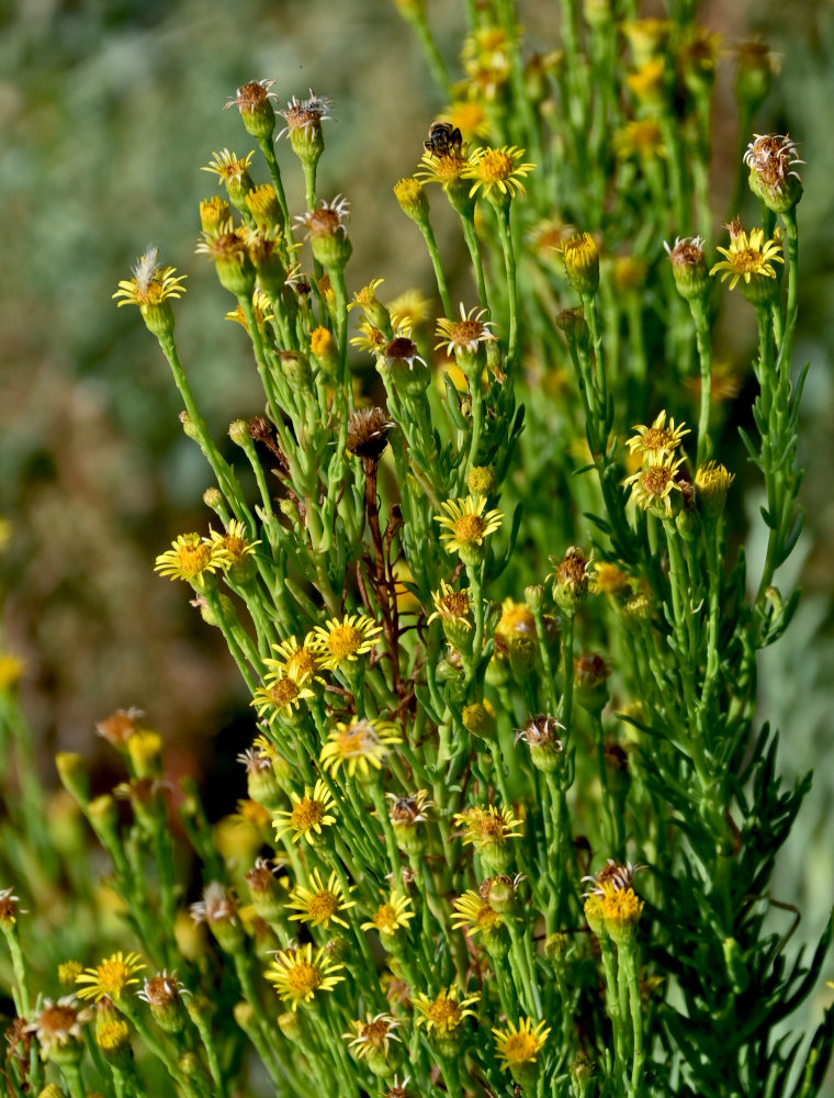 Image of Limbarda crithmoides specimen.