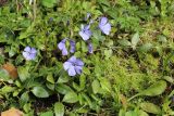 Vinca minor. Растение с цветками и бутонами. Ленинградская обл., Ломоносовский р-н, дер. Дубки, дачный участок, цветник. 01.05.2026.