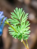 Corydalis turtschaninovii