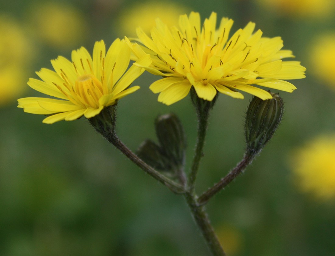 Image of Lagoseris sancta specimen.