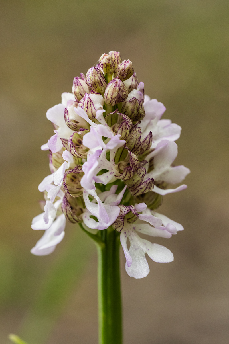 Image of Neotinea tridentata specimen.