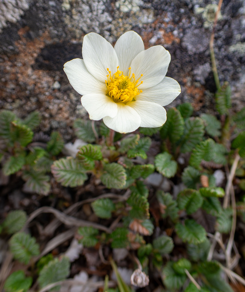 Image of Dryas ajanensis specimen.
