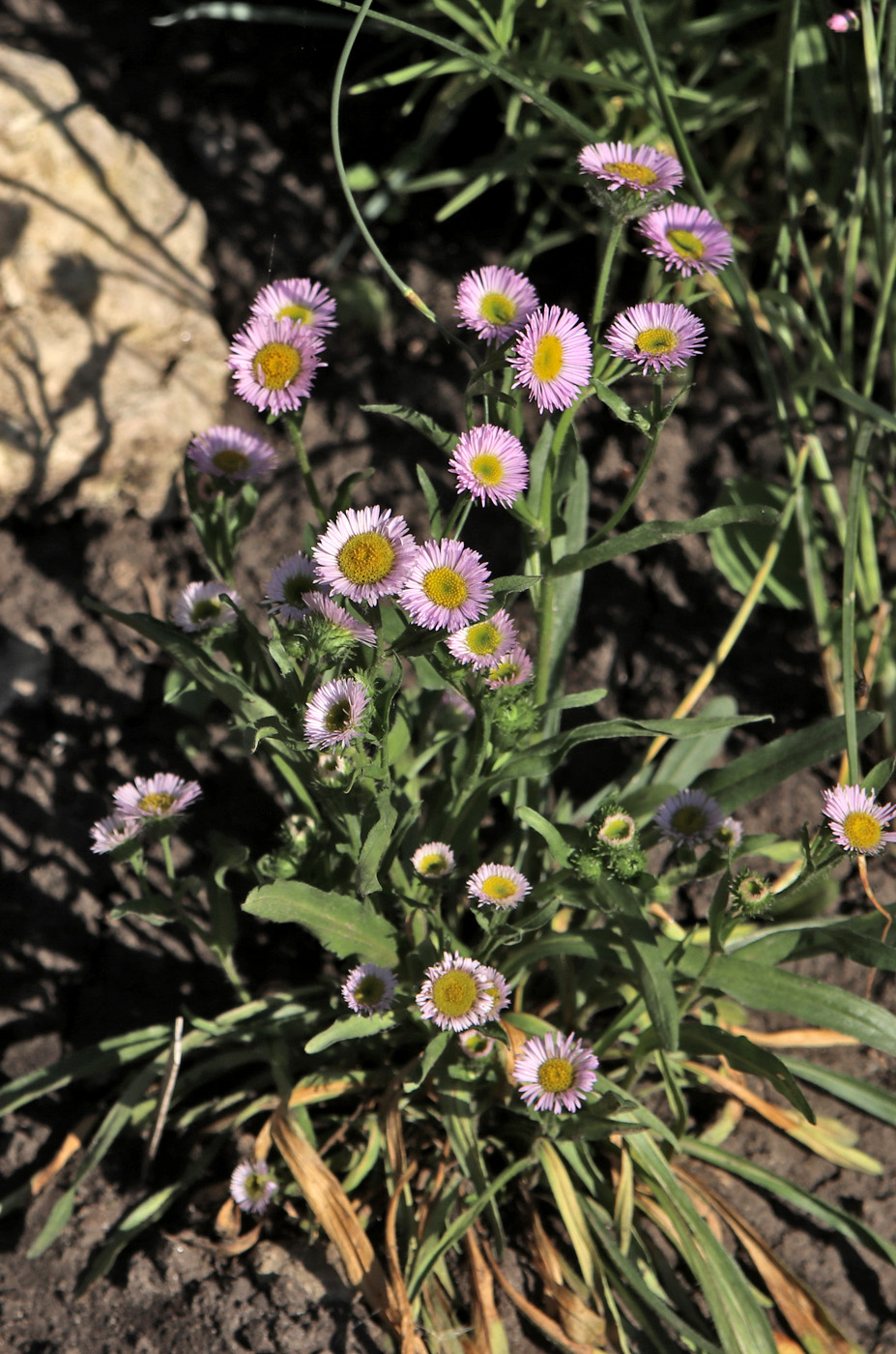 Image of Erigeron glaucus specimen.
