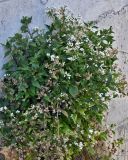 Ageratina adenophora