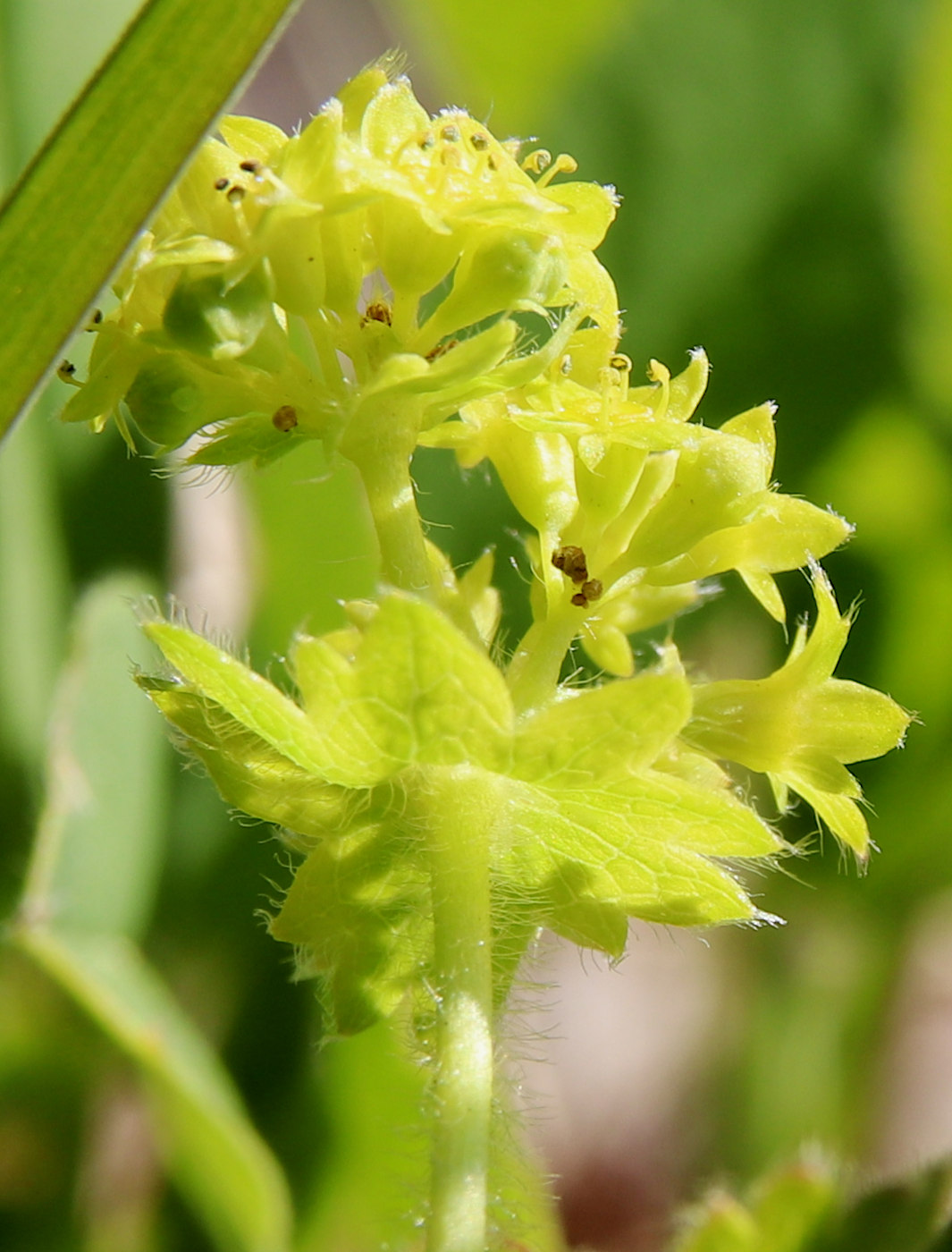Изображение особи Alchemilla subcrenata.