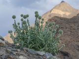 Echinops nanus