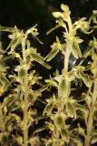 Neottia camtschatea
