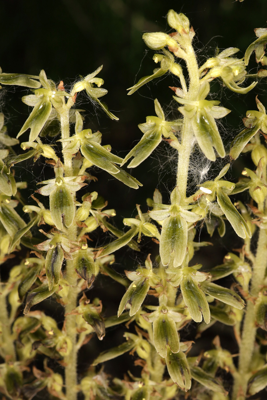 Image of Neottia camtschatea specimen.