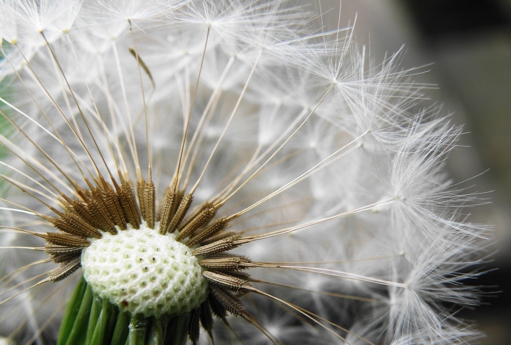 Изображение особи род Taraxacum.