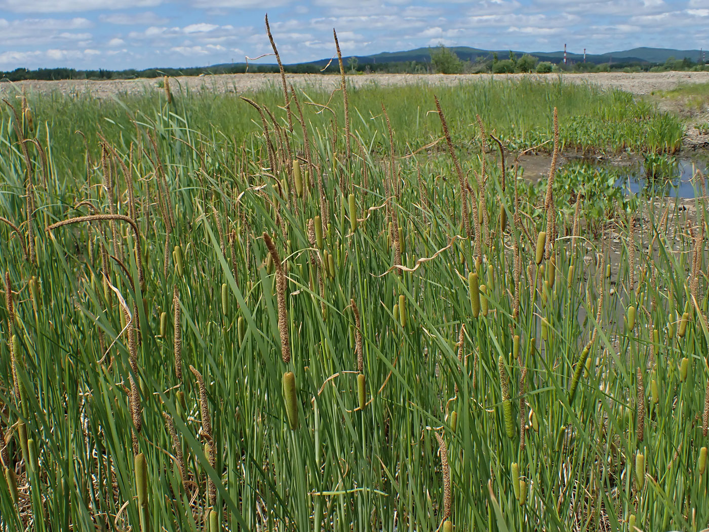 Изображение особи Typha laxmannii.